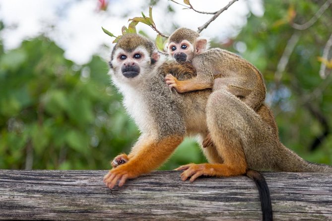 Meet The Monkey